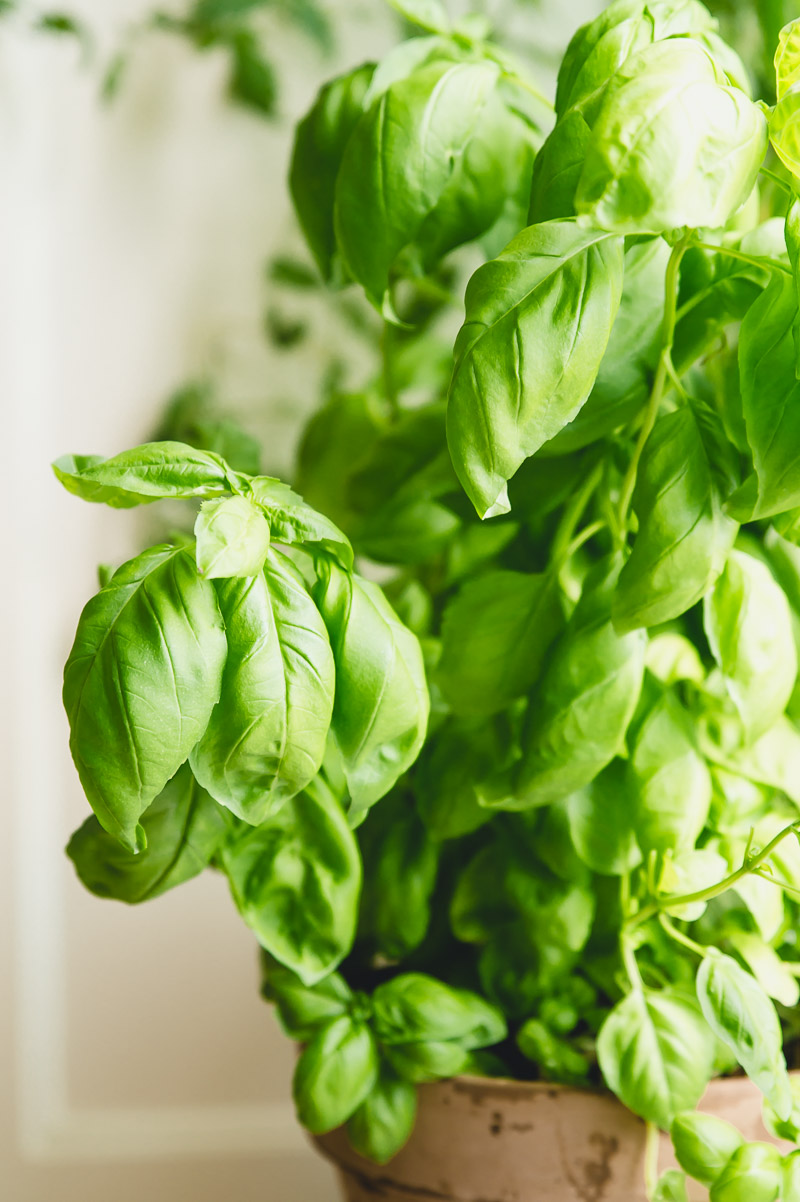 Pesto med basilikum